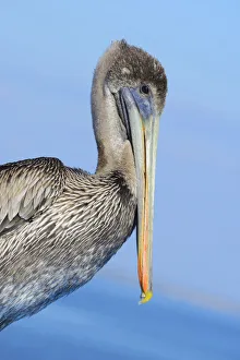 USA, Florida, Levy County, Cedar Key, Brown Pelican, Pelecanus occidentalis