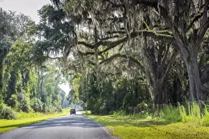 Images Dated 16th July 2019: USA, Florida, Micanopy, Alachua County, Country Road, Oak Trees, Spanish Moss