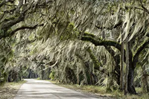 USA, Florida, Myakka River State Park, live oak alley along park road USA, Florida, Myakka River State Park, live oak alley along park road
