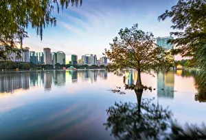 USA, Florida, Orlando, Lake Eola, Lake Eola Park, Cypress Tree, Downtown Skyline