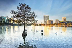 Images Dated 6th April 2021: USA, Florida, Orlando, Lake Eola, Lake Eola Park, Swans, Cypress Tree, Downtown Skyline