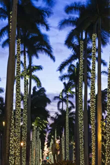 East Collection: USA, Florida, Palm Beach, palms on Royal Palm Way
