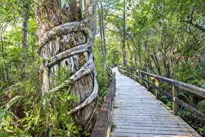 Naples Gallery: USA, Florida, Strangler Fig Chokes A Tree, Big Cypress Bend Boardwalk