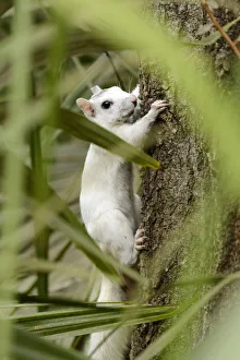 USA, Florida, Tallahassee, Panhandle, Tallahasse Museum, White Squirrell