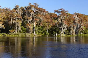 Images Dated 10th March 2015: USA, Florida, Wakulla Springs State Park, River