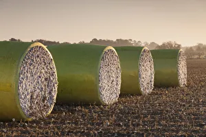 Cotton Prints: USA, Georgia, Americus, cotton bales