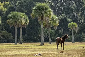 Images Dated 10th March 2015: USA, Georgia, Cumberland Island, pony on meadow in the park