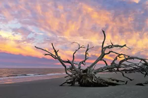 USA, Georgia, Jekyll Island, Driftwood beach
