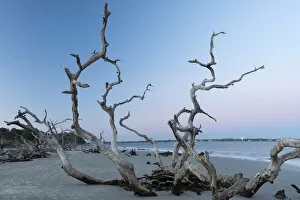 Images Dated 10th March 2015: USA, Georgia, Jekyll Island, Driftwood beach at dusk