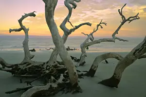 USA, Georgia, Jekyll Island, Driftwood beach at sunset