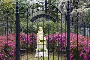 Graves Prints: USA, Georgia, Savanah, Tree lined bath way in the Bonaventure Cemetery