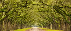 USA, Georgia, Savannah, Entrance to Wormsloe Plantation