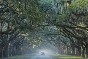 Images Dated 22nd July 2014: USA, Georgia, Savannah, Wormsloe State Historic Site, Live Oak Avenue, 400 Live Oak