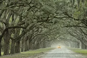 The South Prints: USA, Georgia, Savannah, Wormstoe State Historic site, oak alley