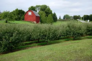 Orchard Prints: USA, Great Lakes, Lower Peninsula