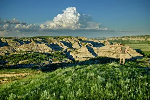 Images Dated 12th July 2022: USA, Great Plains, North Dakota, Theodore Roosevelt, National Park
