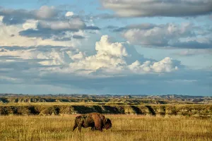 Great Plains Prints: USA, Great Plains, North Dakota, Theodore Roosevelt, National Park, South Unit, Bison