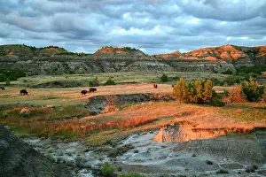 Great Plains Prints: USA, Great Plains, North Dakota, Theodore Roosevelt, National Park, South Unit, Bison herd