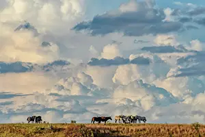 Great Plains Prints: USA, Great Plains, North Dakota