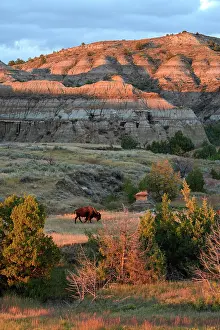 Great Plains Prints: USA, Great Plains, North Dakota, Theodore Roosevelt, National Park, South Unit, Bison
