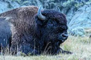 Great Plains Prints: USA, Great Plains, North Dakota, Theodore Roosevelt, National Park, South Unit, Bull Bison