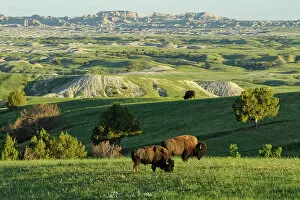 Images Dated 12th July 2022: USA, Great Plains, South Dakota, Badlands National Park, Bison
