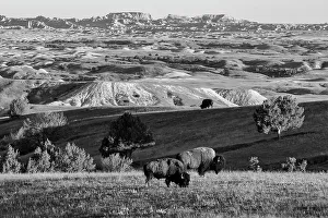 Images Dated 12th July 2022: USA, Great Plains, South Dakota, Badlands National Park, Bison