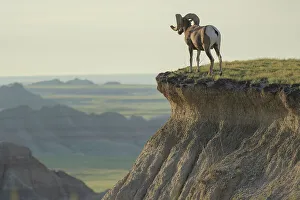 Images Dated 12th July 2022: USA, Great Plains, South Dakota, Badlands National Park, Bighorn sheep rams, Ovis canadensis