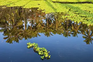 Big Island Prints: USA, Hawaii, Big Island, Punaluu Beach, reflection