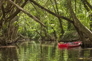 Kayak Prints: USA, Hawaii, Kauai, Kayaks on the forested banks Wailua River
