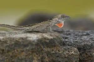 Images Dated 19th July 2018: USA, Hawaii, Kauai, Lizard
