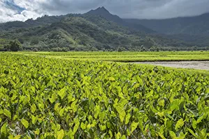 North Shore Prints: USA, Hawaii, Kauai, North Shore, Hanalei, Taro, field