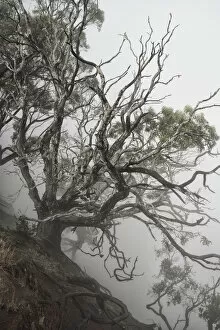Images Dated 19th July 2018: USA, Hawaii, Kauai, Waimea Canyon, tree at the edge of the canyon in fog