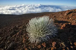 Images Dated 19th July 2018: USA, Hawaii, Maui, Haleakala National Park, Silversword, Argyroxiphium sandwicense subsp