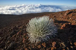 Images Dated 19th July 2018: USA, Hawaii, Maui, Haleakala National Park, Silversword, Argyroxiphium sandwicense subsp