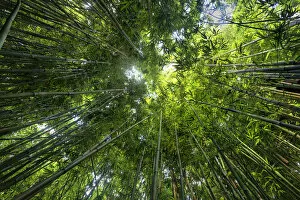 Images Dated 2nd July 2013: USA, Hawaii, Maui, Haleakala National Park, Bamboo forest