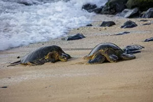 USA, Hawaii, Maui, Hookipa Beach, turtles