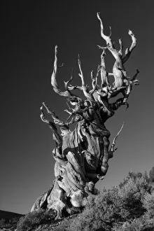 White Mountains Prints: USA, Inyo County, Eastern Sierra, California, The Ancient Bristlecone Pine Forest