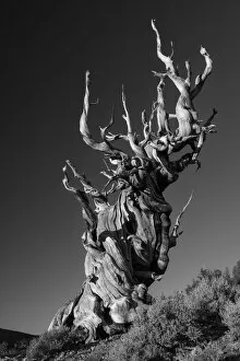 Images Dated 2nd February 2016: USA, Inyo County, Eastern Sierra, California, The Ancient Bristlecone Pine Forest