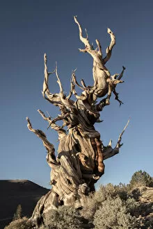 Images Dated 14th July 2020: USA, Inyo County, Eastern Sierra, California, The Ancient Bristlecone Pine Forest is a