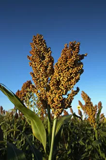 Images Dated 17th January 2011: USA, Kansas, Garden City, Stalks Of Milo Or Grain Sorghum Seeds - Primarily Used For