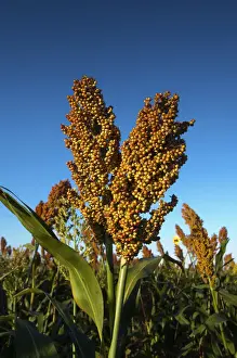 Freshness Prints: USA, Kansas, Garden City, Stalks Of Milo Or Grain Sorghum Seeds - Primarily Used For