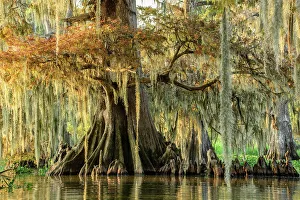 USA, Louisiana, Atchafalaya Basin, Lake Fausse Pointe State Park