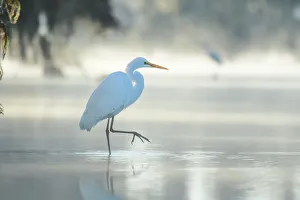 Louisiana Prints: USA, Louisiana, Atchafalaya Basin, Lake Martin, Great Egret