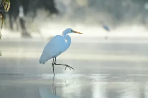 Bird Collection: USA, Louisiana, Atchafalaya Basin, Lake Martin, Great Egret