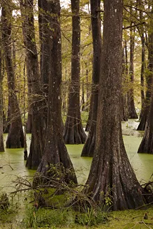Images Dated 1st March 2010: USA, Louisiana, Cajun Country, Lafayette, Lake Martin, swamp