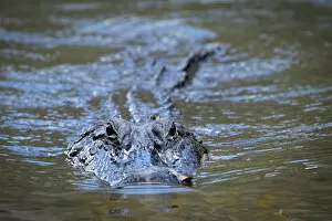 USA, Louisiana, Houmas, alligator in the wild