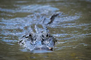 Hunt Prints: USA, Louisiana, Houmas, alligator in the wild