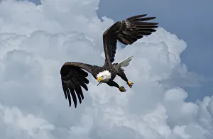 Eagle Prints: USA, Louisiana, Houmas, Bald Eagle in flight, Haliaeetus leucocephalus, (m)