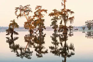 Lake Martin Prints: USA, Louisiana, Jefferson Parish, Lafayette, Lake Martin